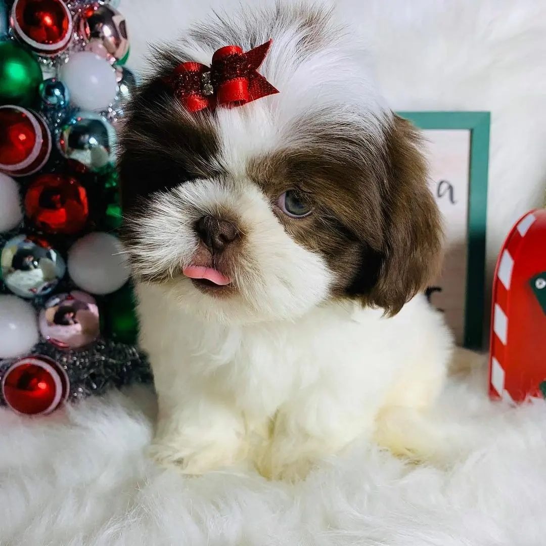 PICKLES, 11-week-old male Shih Tzus puppy